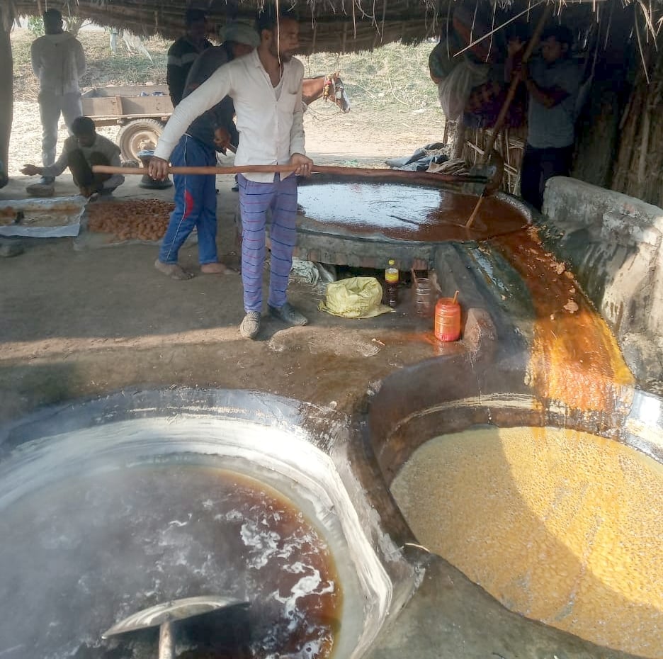 बिजनौर के गांव सबलगढ़ में कोल्हू पर जैविक गन्ने से गुड बनाते कारीगर।