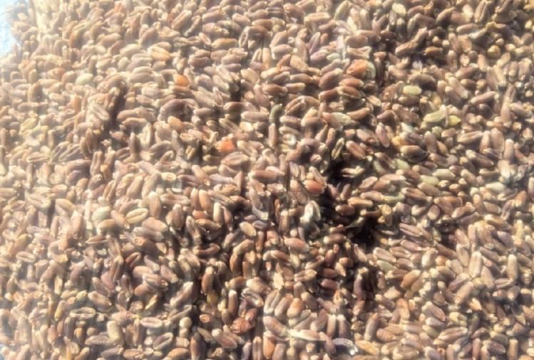 #कैंसर, शुगर और हृदय रोग से बचाने में काले गेहूं पर रिसर्च, हिमाचल में ट्रायल शुरू