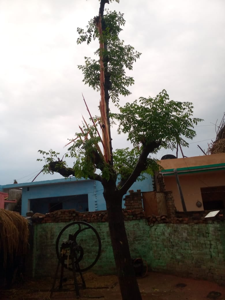 नन्हेडा बेदबेगमपुर में पेड़ पर गिरी बिजली