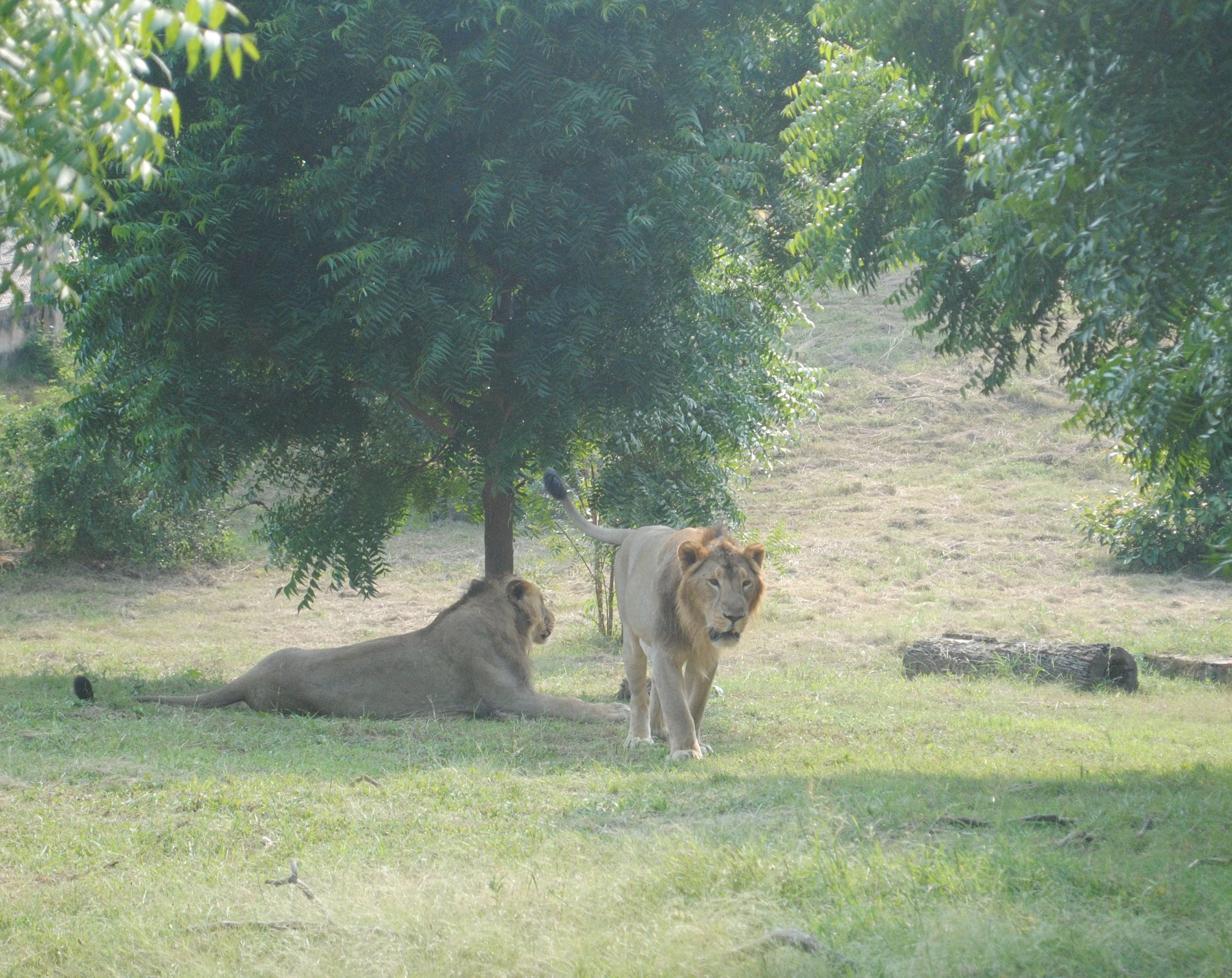 फोटो संख्या 20 व 21 सफारी गेट व शेर शेरनी फोटो संख्या 20 व 21 सफारी गेट व शेर शेरनी
