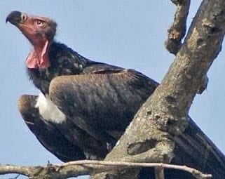 Tagging team's hand is rare red head vulture Tagging team's hand is rare red head vulture