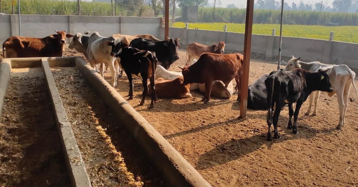 बाबरी क्षेत्र के गांव भदौडा गोशाला में बंधी गाय बाबरी क्षेत्र के गांव भदौडा गोशाला में बंधी गाय