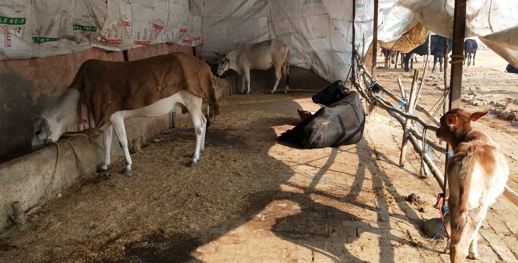नगर पंचायत ऊन की गोशाला में बंधी गाय नगर पंचायत ऊन की गोशाला में बंधी गाय