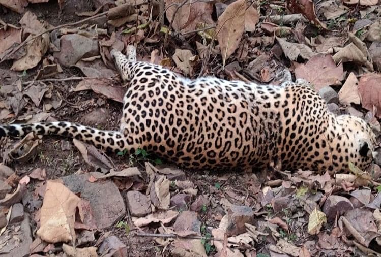 Kekhawatiran: Mayat macan tutul ditemukan di hutan Jabalpur, tersangka pembunuhan pemburu liar Macan Tutul Berusia Lima Tahun Dibunuh Oleh Tersangka Di Jabalpur