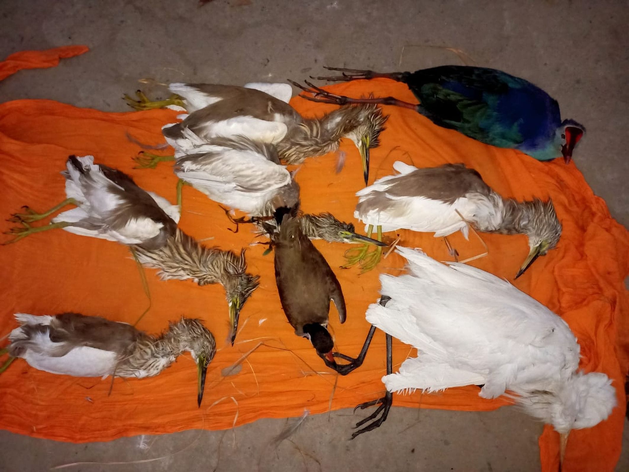 शिकारियों द्वारा शिकार किए गए पक्षी। शिकारियों द्वारा शिकार किए गए पक्षी।