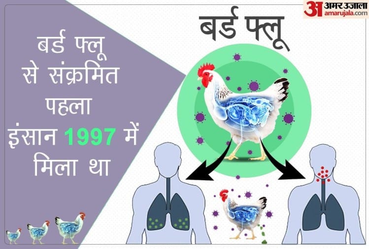 Bird Flu In Human Avian Influenza Symptoms Causes And Prevention In