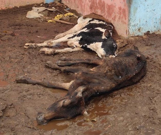 बाबरी क्षेत्र के रधुनाथपुर अस्थाई गोशाला में मरणासन्न हालते में पडे गोवंश बाबरी क्षेत्र के रधुनाथपुर अस्थाई गोशाला में मरणासन्न हालते में पडे गोवंश