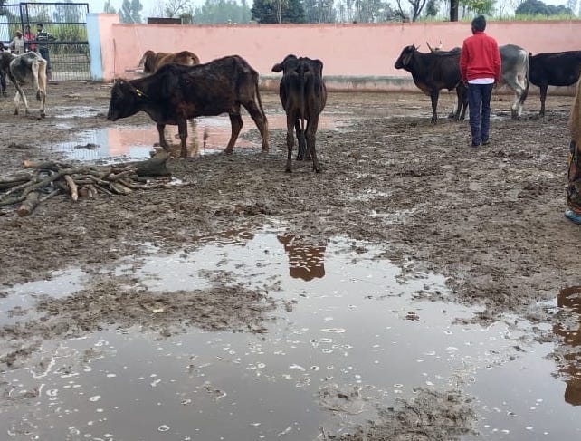 बाबरी क्षेत्र के रधुनाथपुर अस्थाई गोशाला में मृत पडा गोवंश बाबरी क्षेत्र के रधुनाथपुर अस्थाई गोशाला में मृत पडा गोवंश