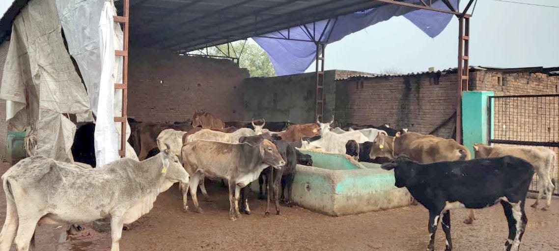 थानाभवन क्षेत्र में जलालाबाद गोशाला थानाभवन क्षेत्र में जलालाबाद गोशाला