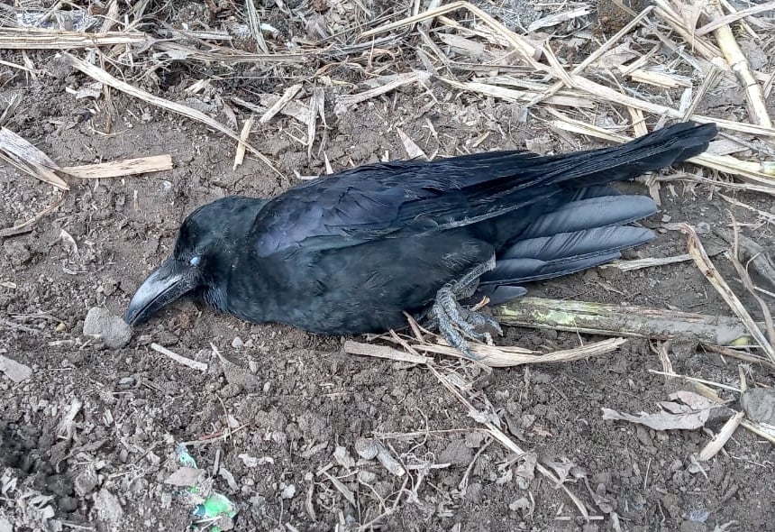 बिजनौर के ग्राम धर्मनगरी में मरा कौआ। बिजनौर के ग्राम धर्मनगरी में मरा कौआ।