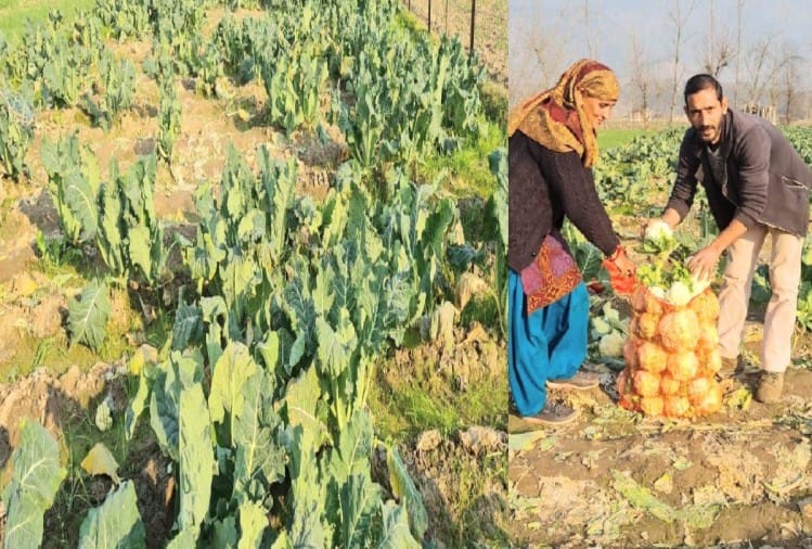 गोभी की कीमतें गिरने से किसान बेहाल, किसान से दो रुपये किलो बाजार में 20 से 25 रुपये  दाम