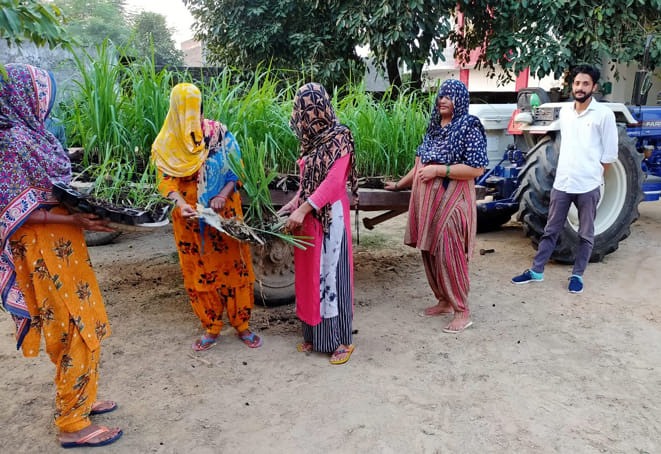 विशेष स्टोरी: सहारनपुर। ग्राम भटोल में गन्ने की पौध तैयार करती महिलाएं।