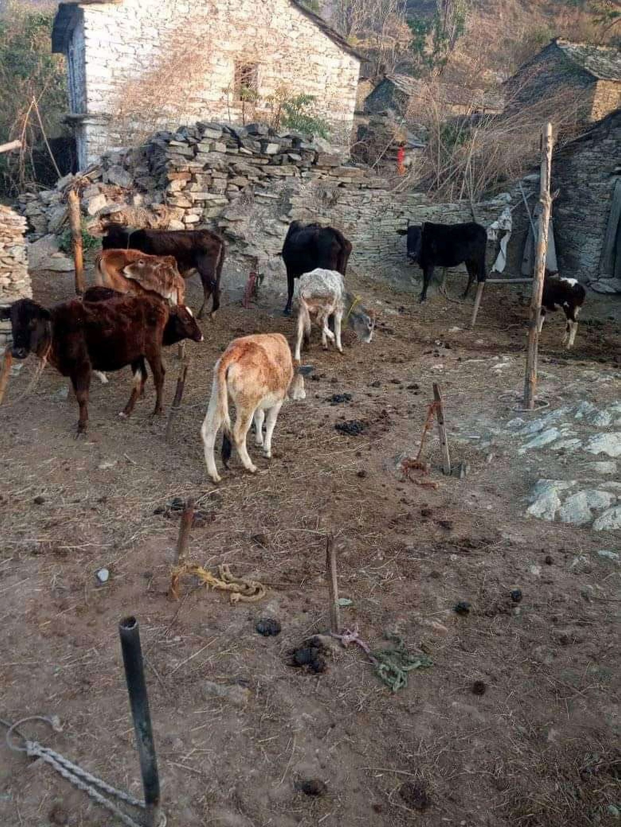 थला मनराल गांव स्थित गौशाला में गायें। थला मनराल गांव स्थित गौशाला में गायें।