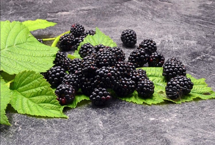 Health Benefits Of Blackberry Fruit In Hindi हड्डियों को बनाना है