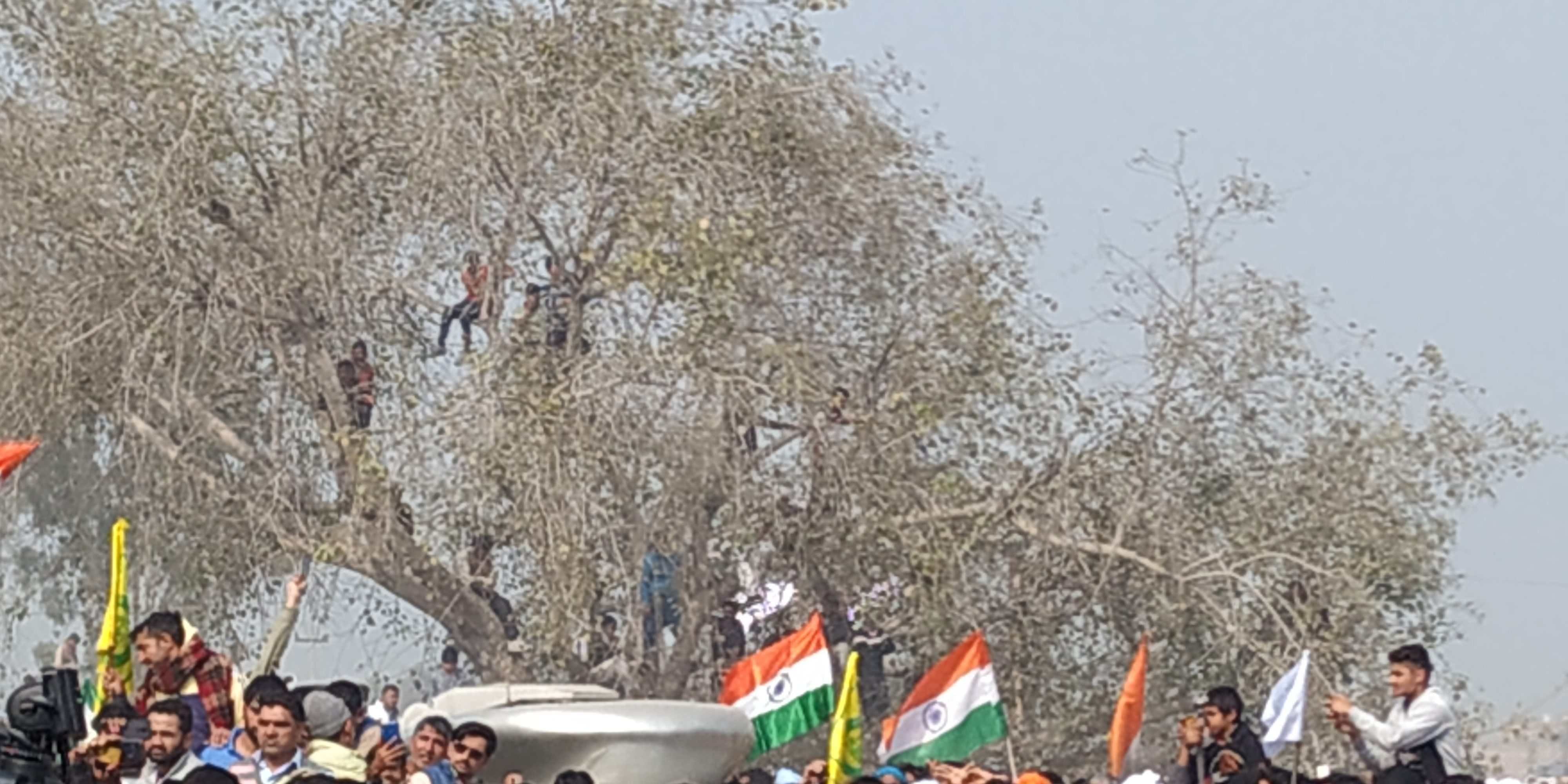 राकेश टिकैत को सुनने के लिए पेड़ पर चढ़े युवा। अमर उजाला राकेश टिकैत को सुनने के लिए पेड़ पर चढ़े युवा। अमर उजाला