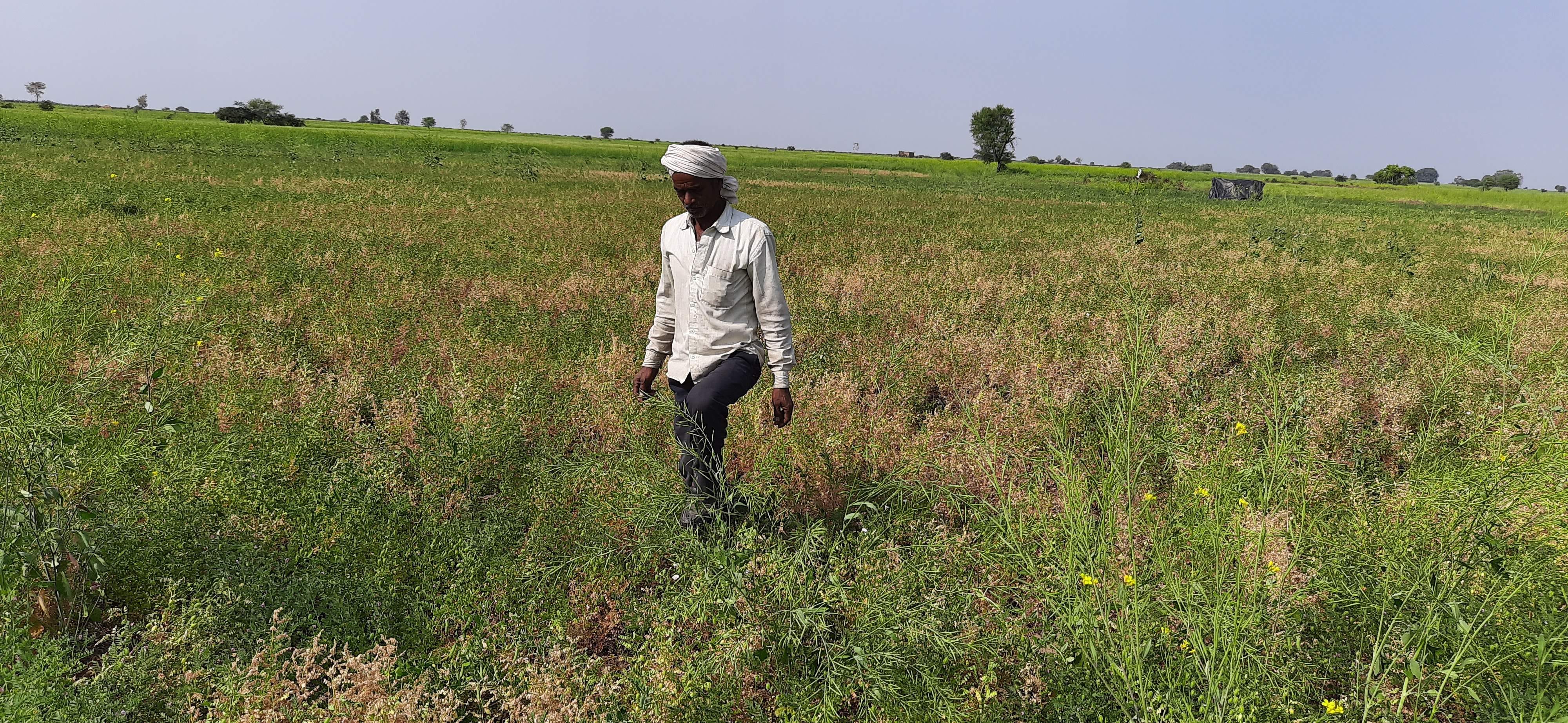 डोंगरा खुर्द में बर्बाद फसल को दिखाता किसान। डोंगरा खुर्द में बर्बाद फसल को दिखाता किसान।