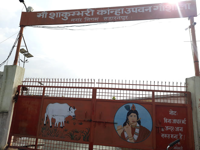 मॉ शाकुम्भरी कान्हा उपवन गौशाला