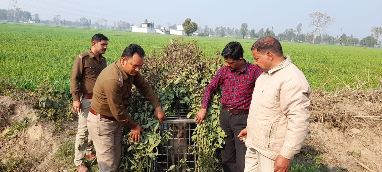 खटीमा के चंदेली में पिंजरा लगाते वन विभाग की टीम। खटीमा के चंदेली में पिंजरा लगाते वन विभाग की टीम।