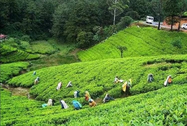 Assam Government Raised Daily Wage Of Tea Workers - विधानसभा चुनाव से पहले  असम सरकार का दांव, चाय बागान मजदूरों की दिहाड़ी बढ़ाई - Amar Ujala Hindi  News Live