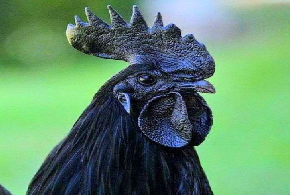 Kadaknath Chicken