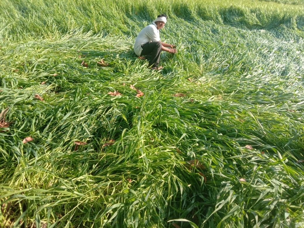 सिंगेपुर में जमीन पर तिरछी पड़ी गेंहू की फसल
