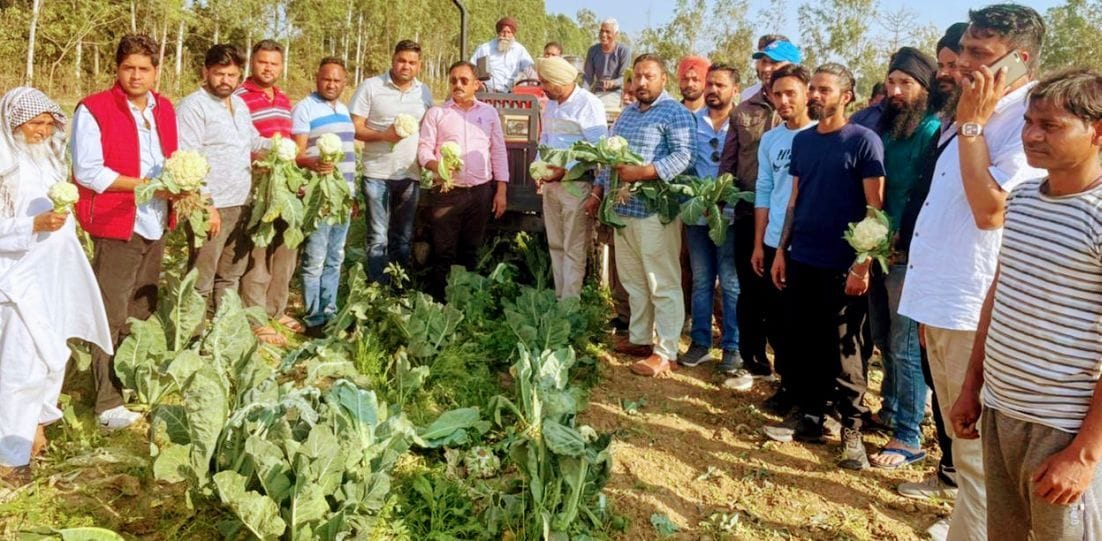 जसपुर में खेत में गोभी लेकर प्रदर्शन करते किसान। जसपुर में खेत में गोभी लेकर प्रदर्शन करते किसान।