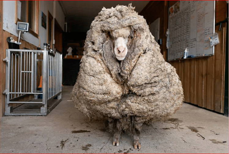 Wild Sheep With 35 Kilogram Coat Of Wool Is Rescued In Australia Here You Watch The Video - ऑस्ट्रेलिया : पांच साल तक जंगलों में भटकी भेड़ को बचाया, शरीर से निकला