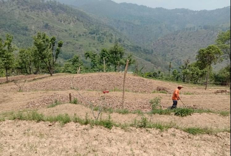 Uttarakhand News: Crops Flourished In The Lockdown But Now Destroy Due To Migration – उत्तराखंड: लॉकडाउन में फसलें लहलहाईं…अब अर्थव्यवस्था सुधरी तो झाड़ियां उग आईं…पढ़ें ये खास रिपोर्ट