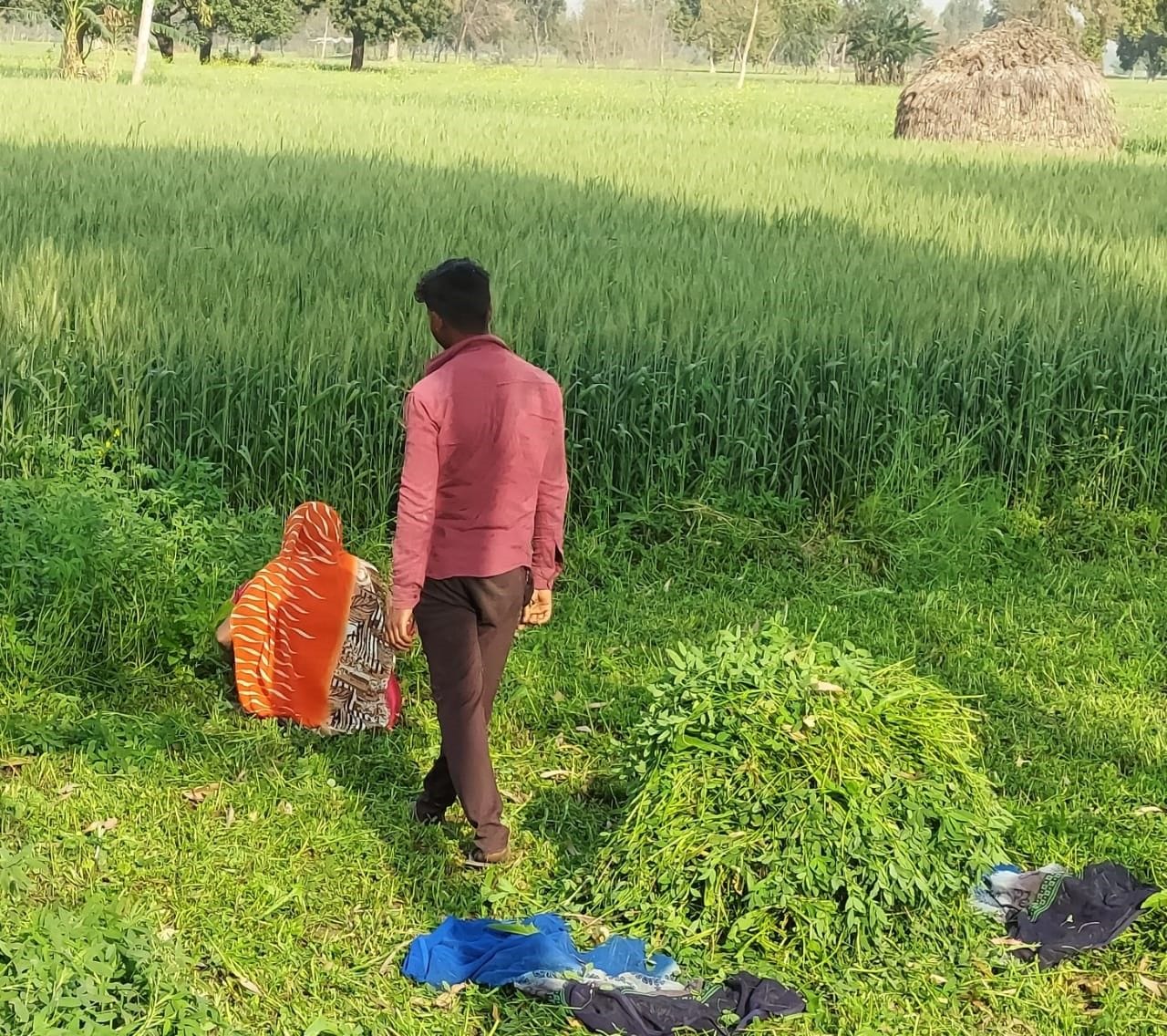 किशोरी के मौत के बाद सोमवार को अपने घर के सदस्य की मौजूदगी में खेत में चारा काटती महिला ।