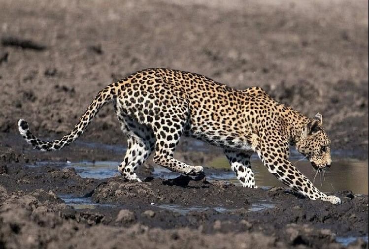 Quatre léopards sont morts dans le sanctuaire de Chambal à Agra