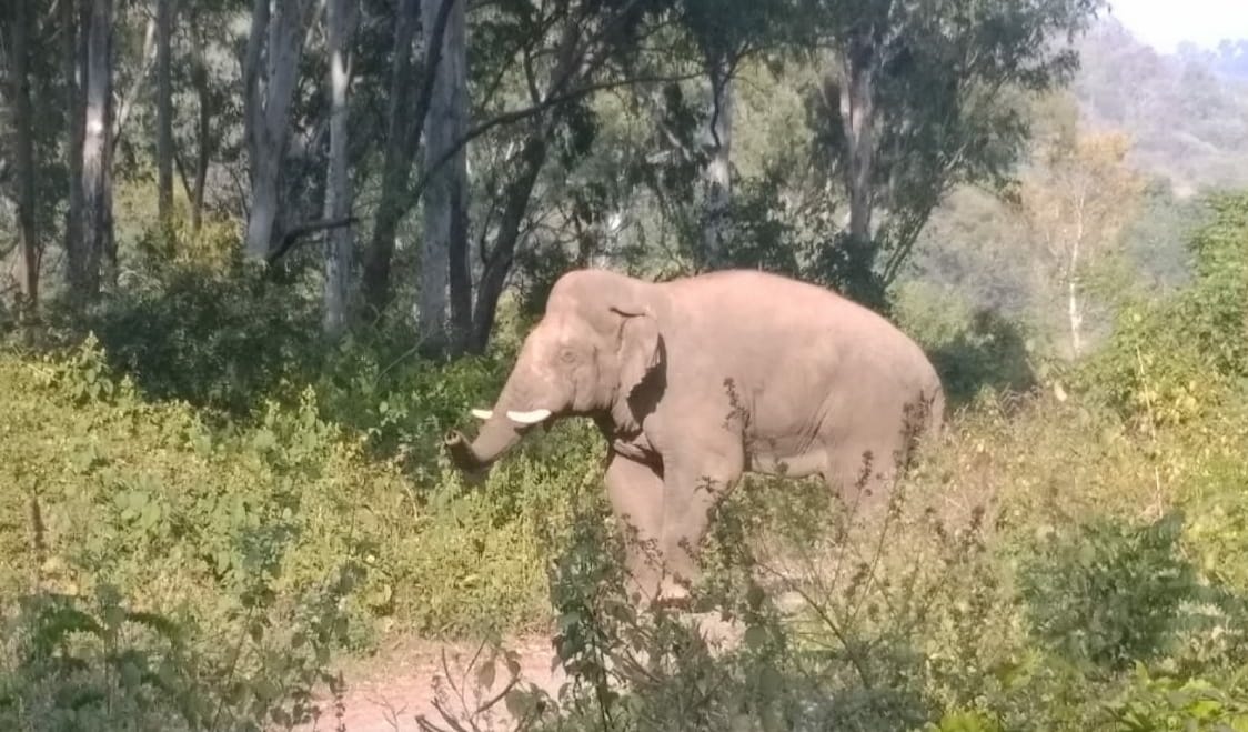 कालागढ़ में लैंटाना घास के बीच से होकर गुजरता एक हाथी।