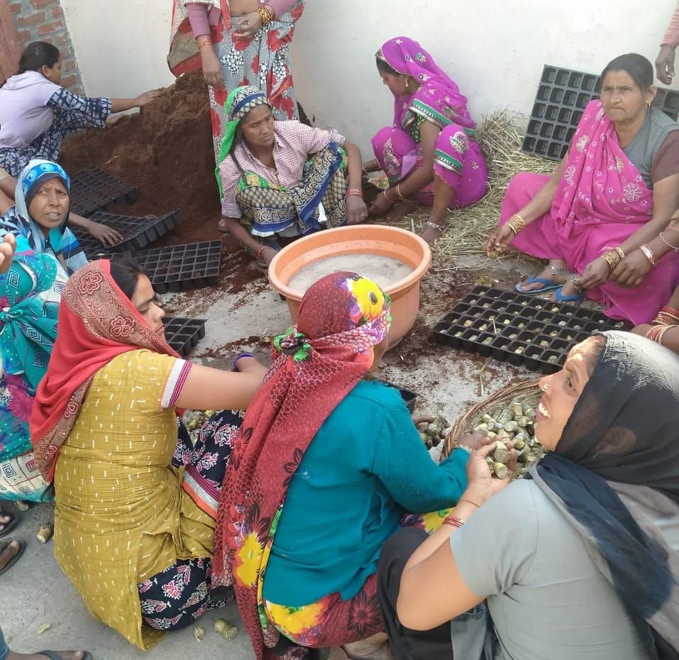 बिजनौर में बरकातपुर चीनी मिल में गन्ने की पौध तैयार करती महिलाएं।
