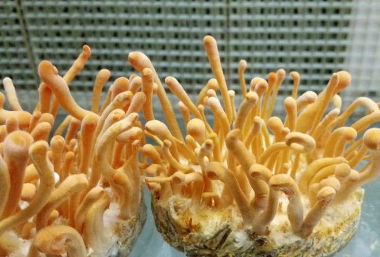 मशरूम उगाओ, डेढ़ लाख रुपये किलो तक दाम पाओ