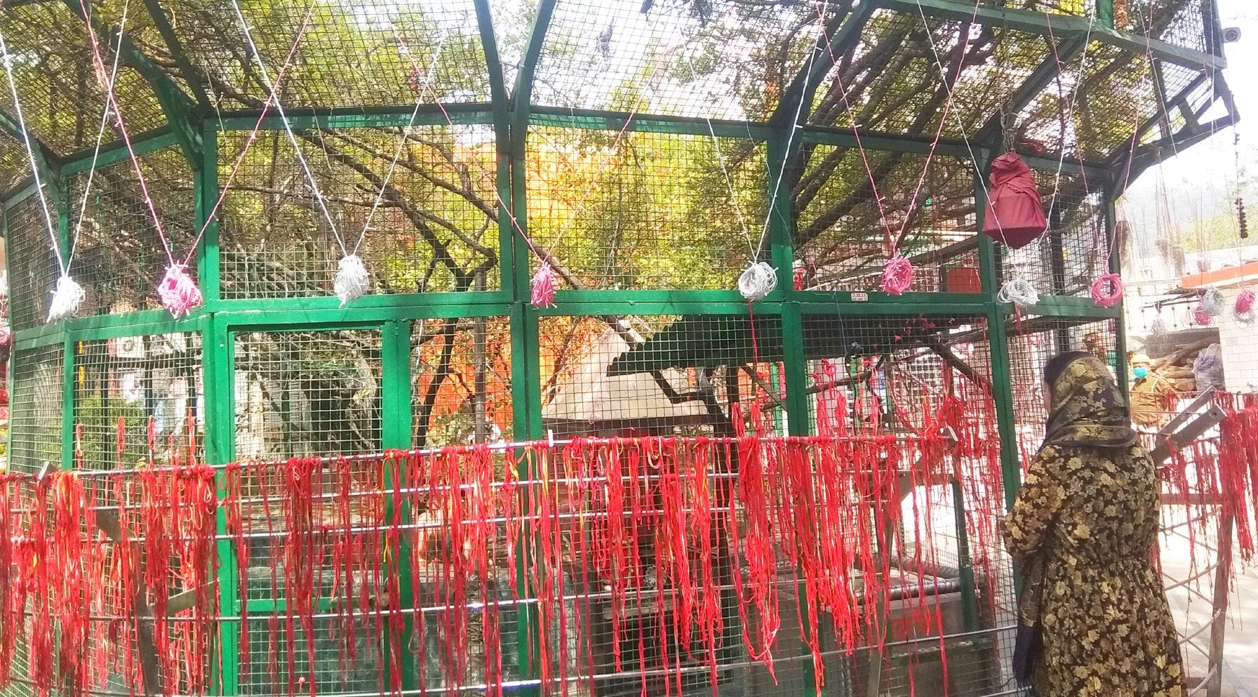 बाबा बालक नाथ की तपोस्थली शाहतलाई में ऐतिहासिक धरोहर गुरना पेड़। बाबा बालक नाथ की तपोस्थली शाहतलाई में ऐतिहासिक धरोहर गुरना पेड़।