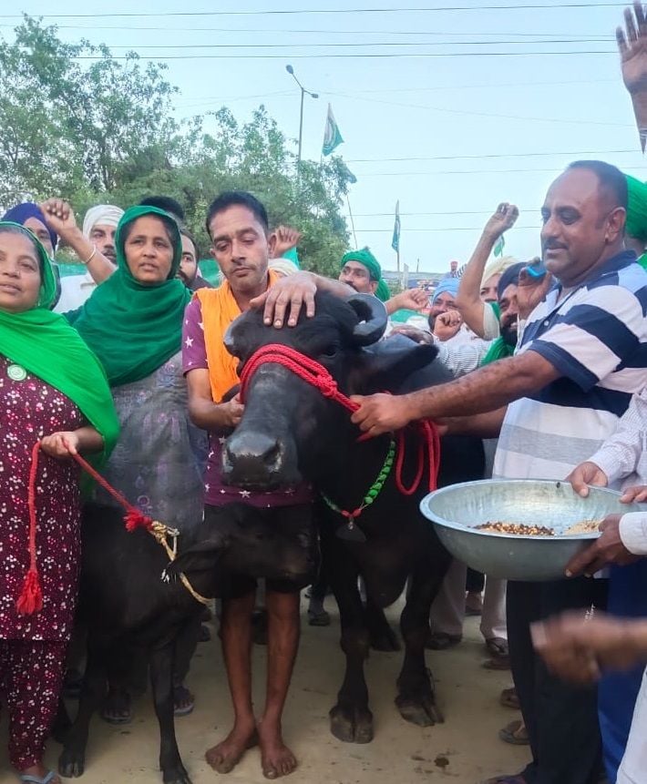 टीकरी बॉर्डर पर भैंस लाने के दौरान गीत गातीं महिलाएं। टीकरी बॉर्डर पर भैंस लाने के दौरान गीत गातीं महिलाएं।
