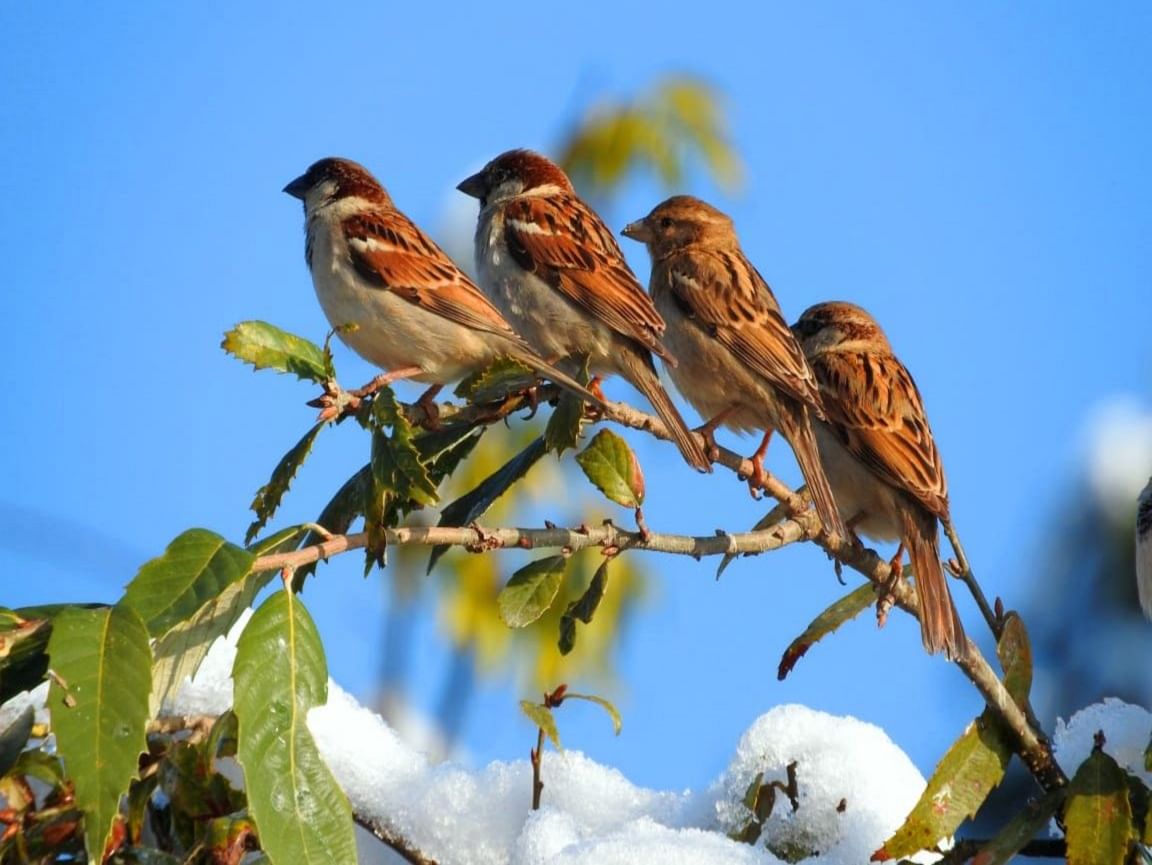World Sparrow Day: Sparrow Is Struggling With Its Life - विश्व गौरैया दिवस  : शहरों से गुम हुई गौरैया की चहचहाहट, ग्रामीण क्षेत्रों में अब भी अच्छी  संख्या में मौजूद - Amar