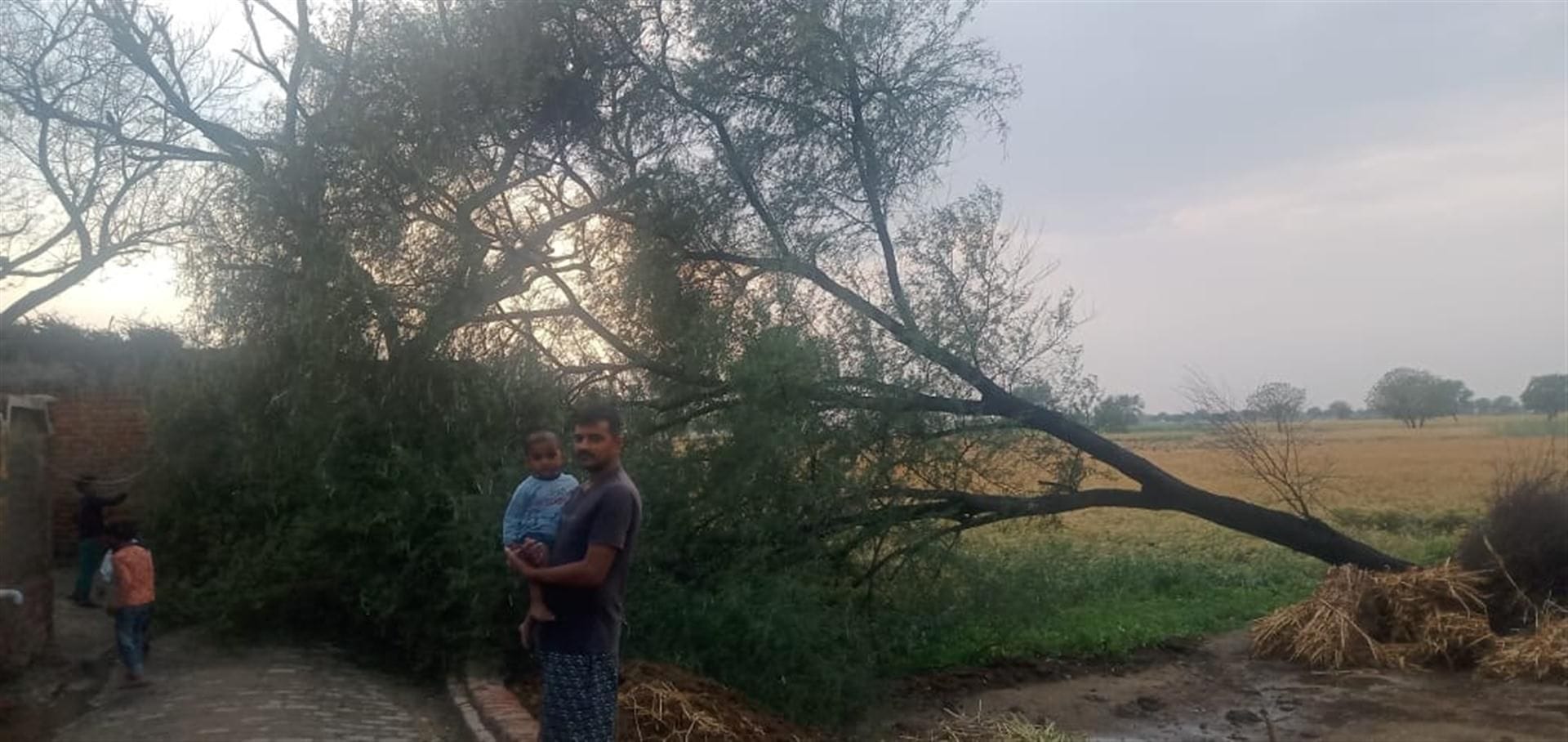 सादाबाद में आंधी से गिरा पेड़।