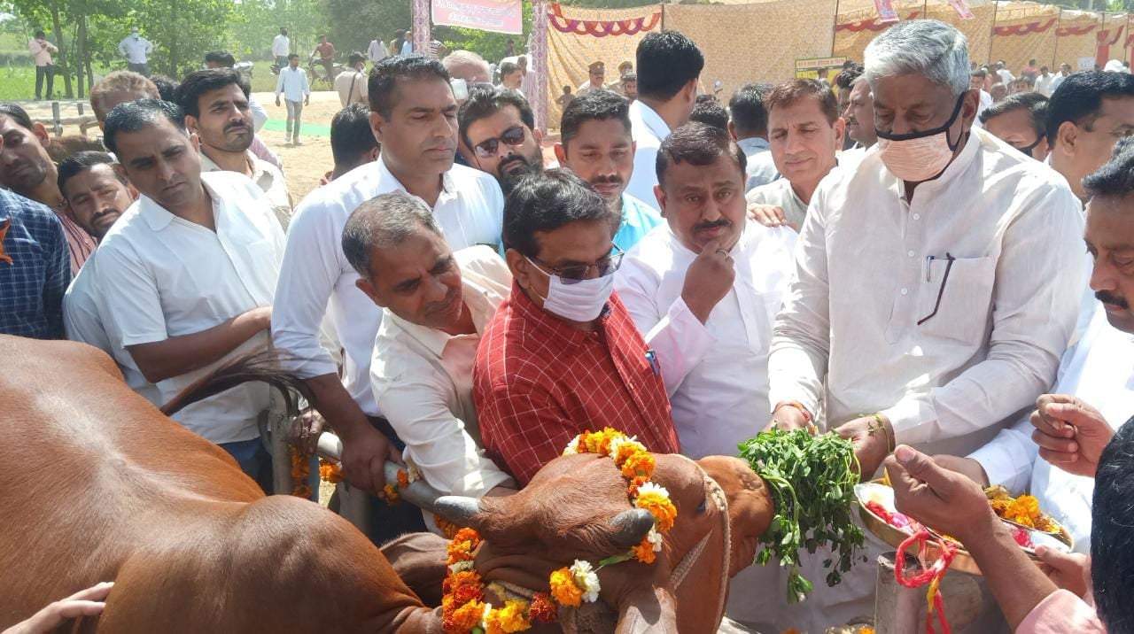 रामपुर के भांकला में गौपूजन करते पूर्व मंत्री वीरेंद्र सिंह
