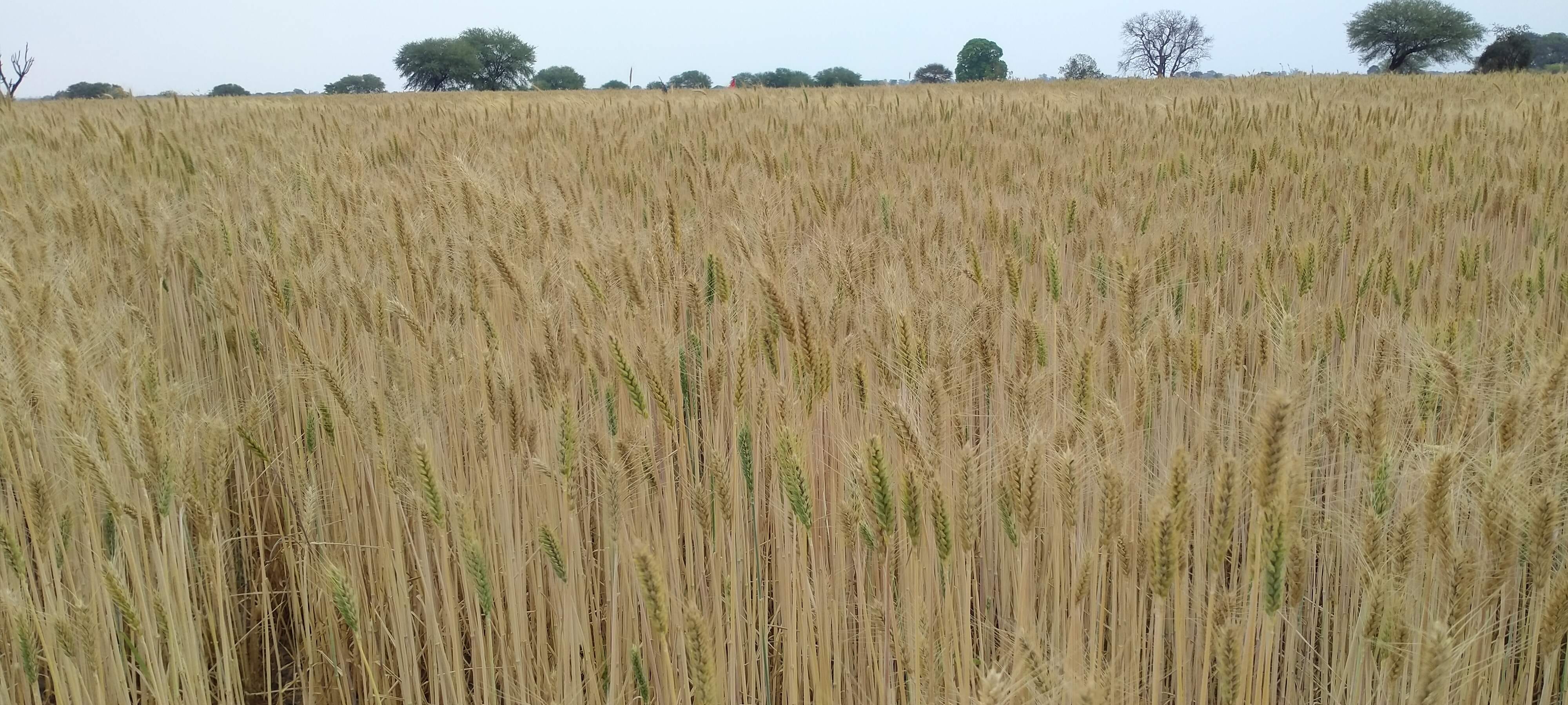 र्जुनखिरिया मेघं लहलहाती काला गेहूं की फसल। र्जुनखिरिया मेघं लहलहाती काला गेहूं की फसल।