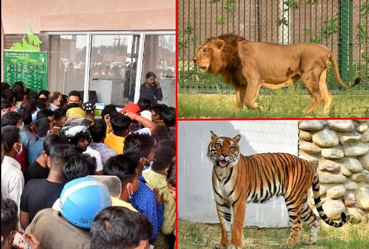Delhi : quatre nouveaux invités sont arrivés au zoo