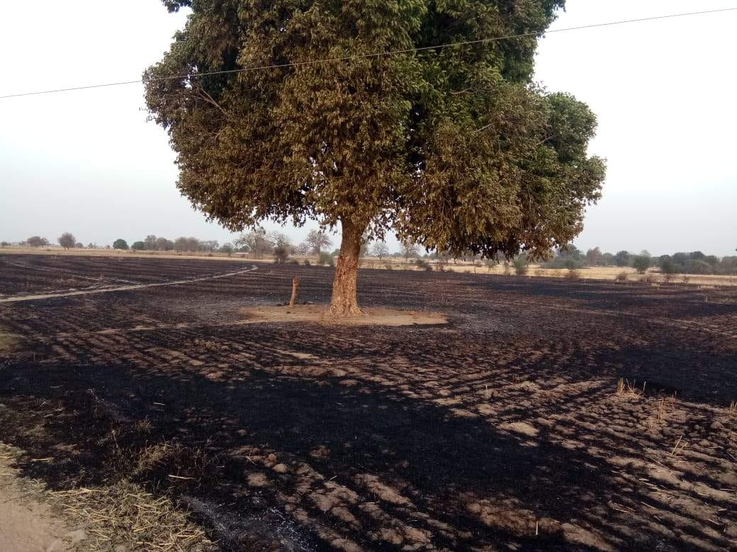 पटना गांव में आग से जले खेत और झुलसा पेड़। पटना गांव में आग से जले खेत और झुलसा पेड़।