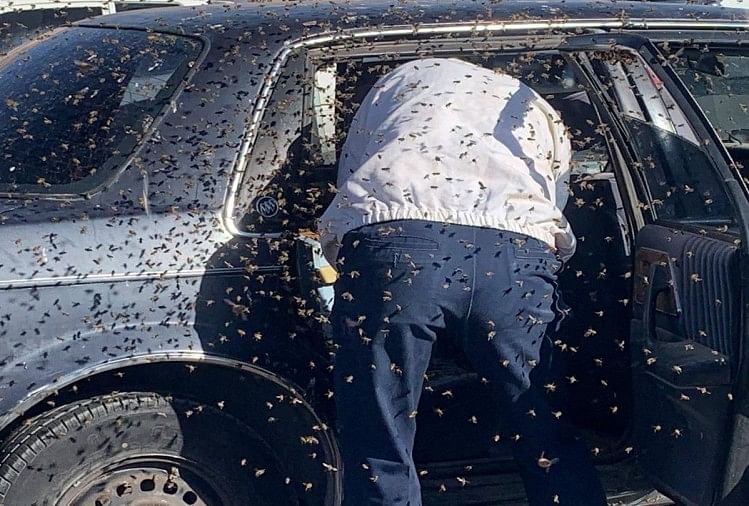 शख्स पर मधुमक्खियों ने किया हमला