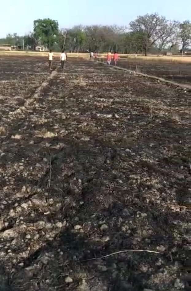 मनियर क्षेत्र के बिजलीपुर गांव में लगी आग के जला खड़े गेहूं की फसल।