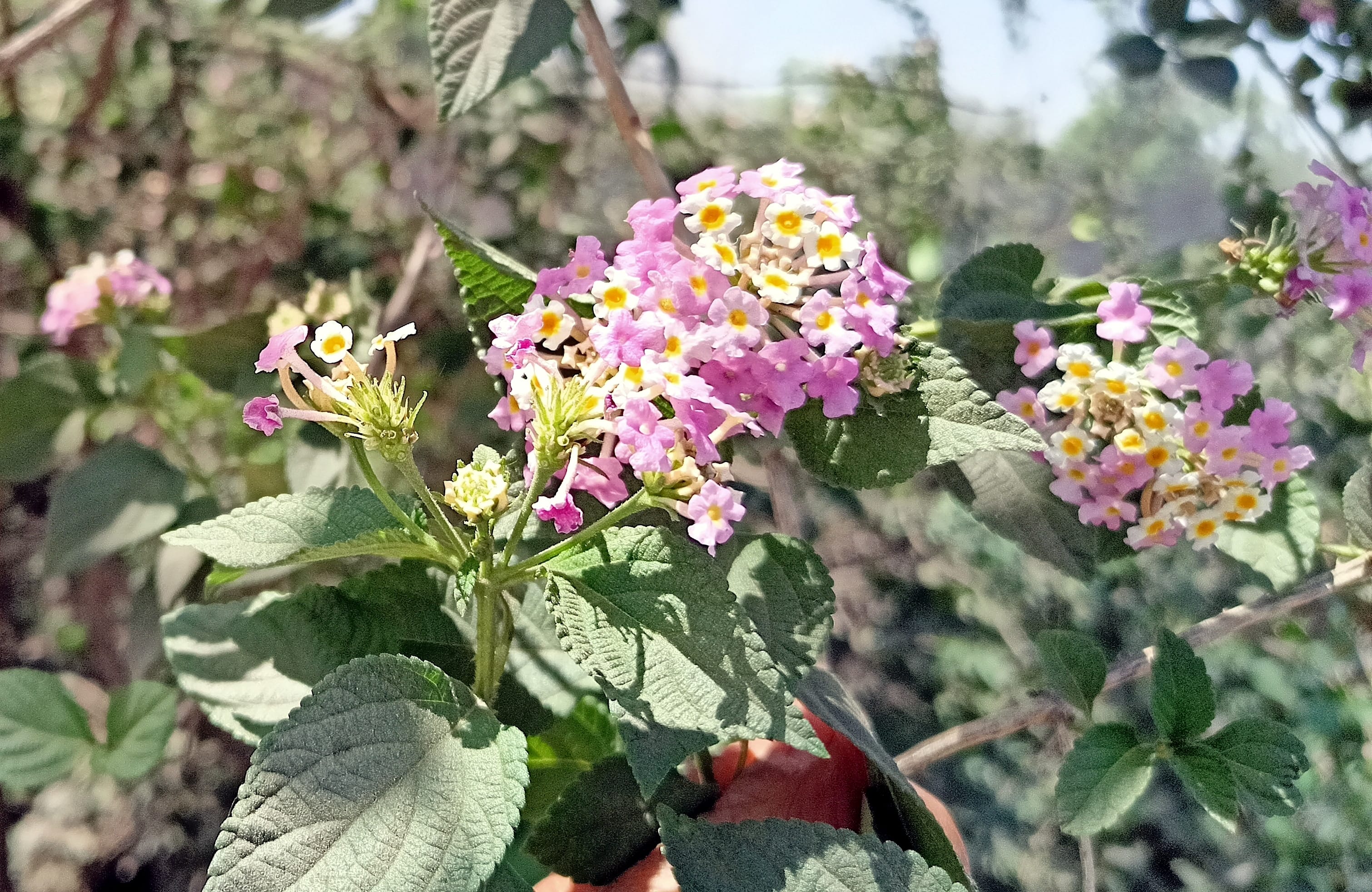 स्योहारा क्षेत्र में खिले लैंटाना के फूल।