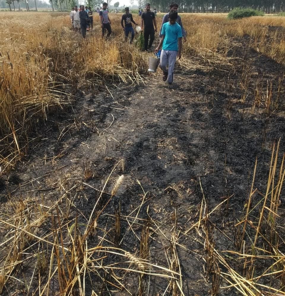 खटीमा के नौसर में आग लगने से जली गेहूं की फसल। खटीमा के नौसर में आग लगने से जली गेहूं की फसल।