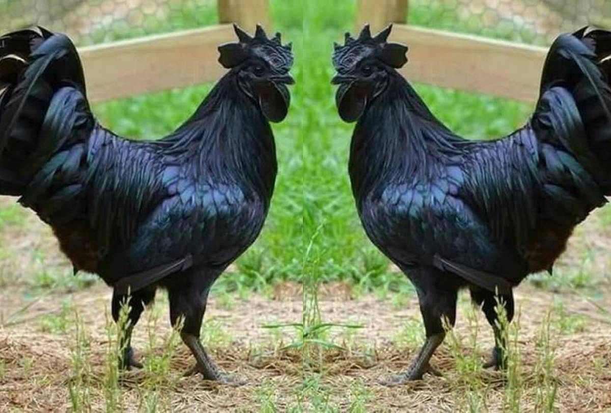 Kadaknath Cock Is Sold Up To Rs 1500 Per Kg Know Its Specialty Here -  कड़कनाथ मुर्गा: क्यों है इसकी इतनी मांग, कीमत से लेकर खासियत तक, यहां जानें  सबकुछ - Amar