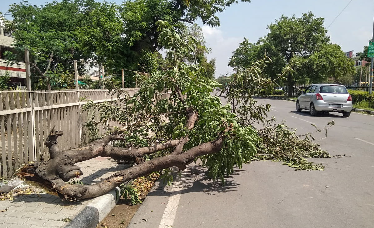 सेक्टर -15 में आंधी के बाद टूटी टहनी। सेक्टर -15 में आंधी के बाद टूटी टहनी।