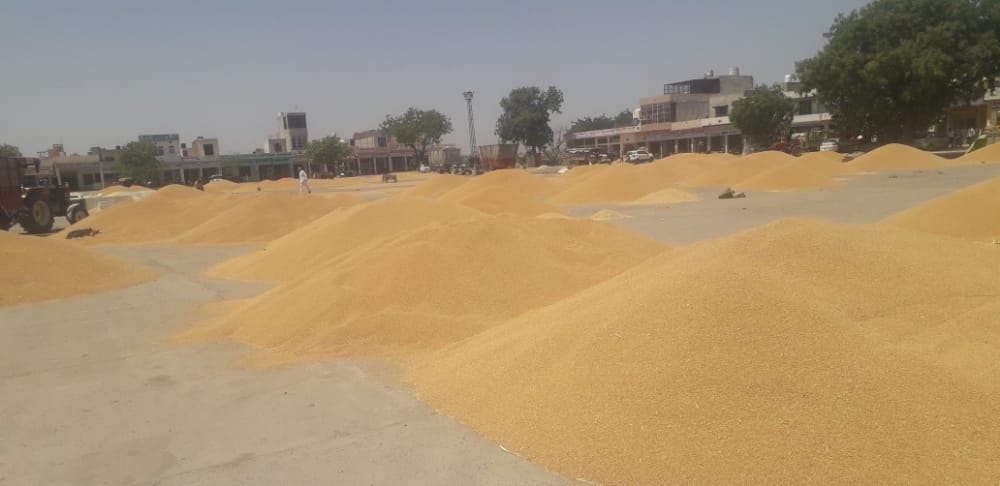  जींद अनाज मंडी में बिकने के इंतजार में पड़ा गेहूं। संवाद