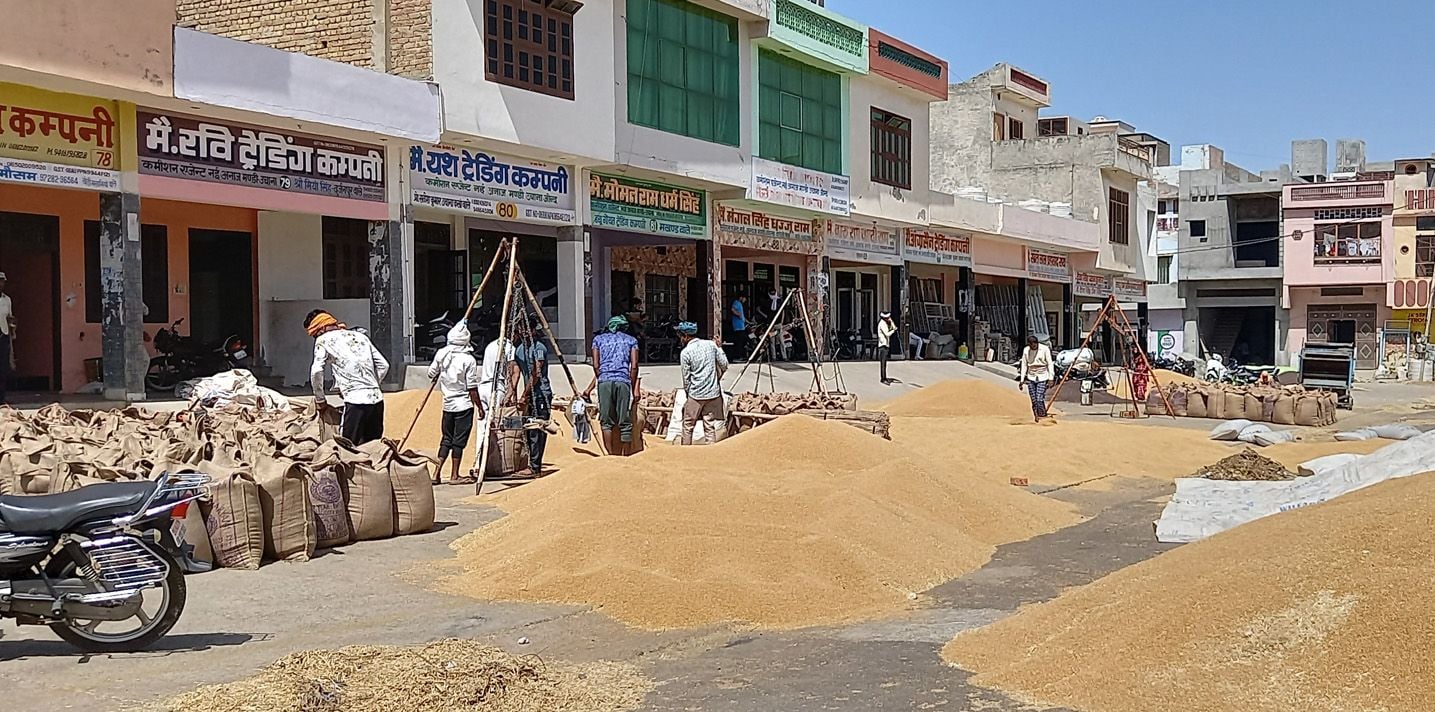  उचाना मंडी में गेहूं के बैगों की तौल करते मजदूर। संवाद