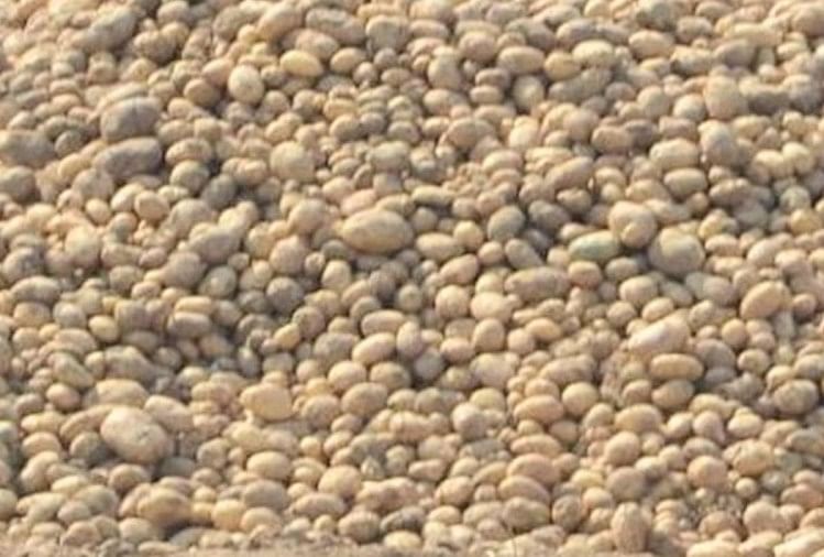 Les semences de pomme de terre de Lahaul deviendront moins chères de Rs 14, le gouvernement de l’Himachal a réduit le prix, un soulagement pour les agriculteurs